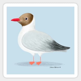 Black Headed Gull Magnet